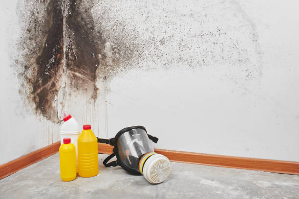 Greenville, NC Mold Removal Company