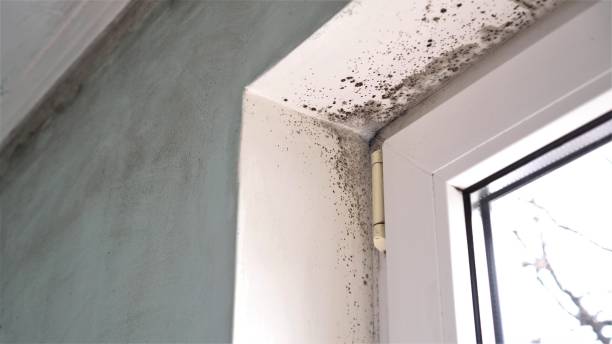 Best Black Mold Removal  in Greenville, NC