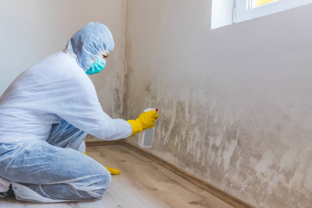 Best Residential Mold Removal  in Greenville, NC