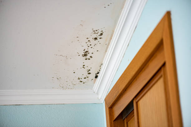 Best Same-Day Mold Removal  in Greenville, NC