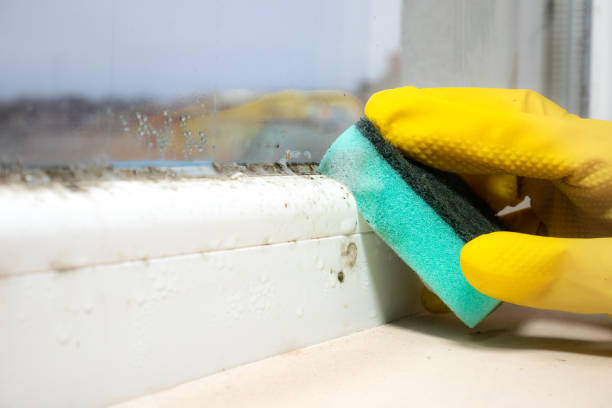 Best Black Mold Removal  in Greenville, NC