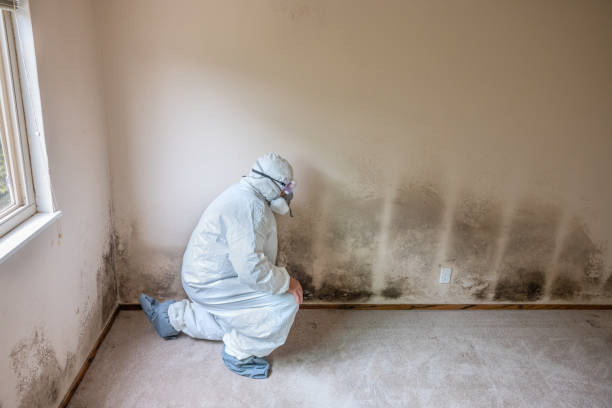 Best Attic Mold Removal  in Greenville, NC