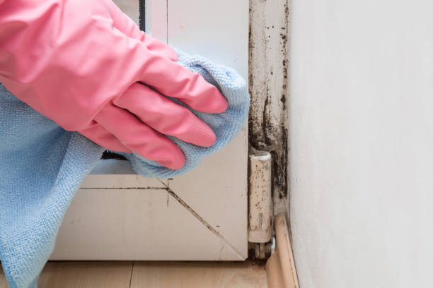 Best Professional Mold Removal  in Greenville, NC